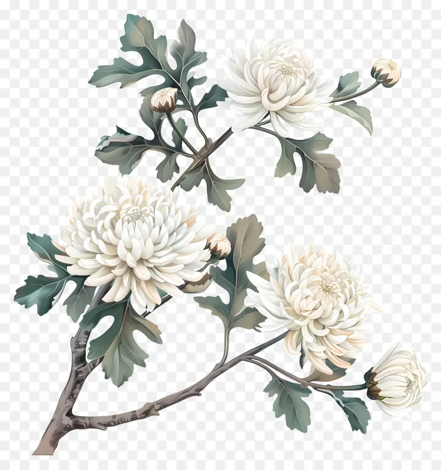 Flores De Crisantemo Blanco，Crisantemos Blancos PNG