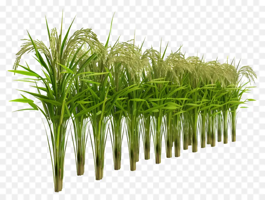 Tallo De Arroz，Plantas De Arroz PNG