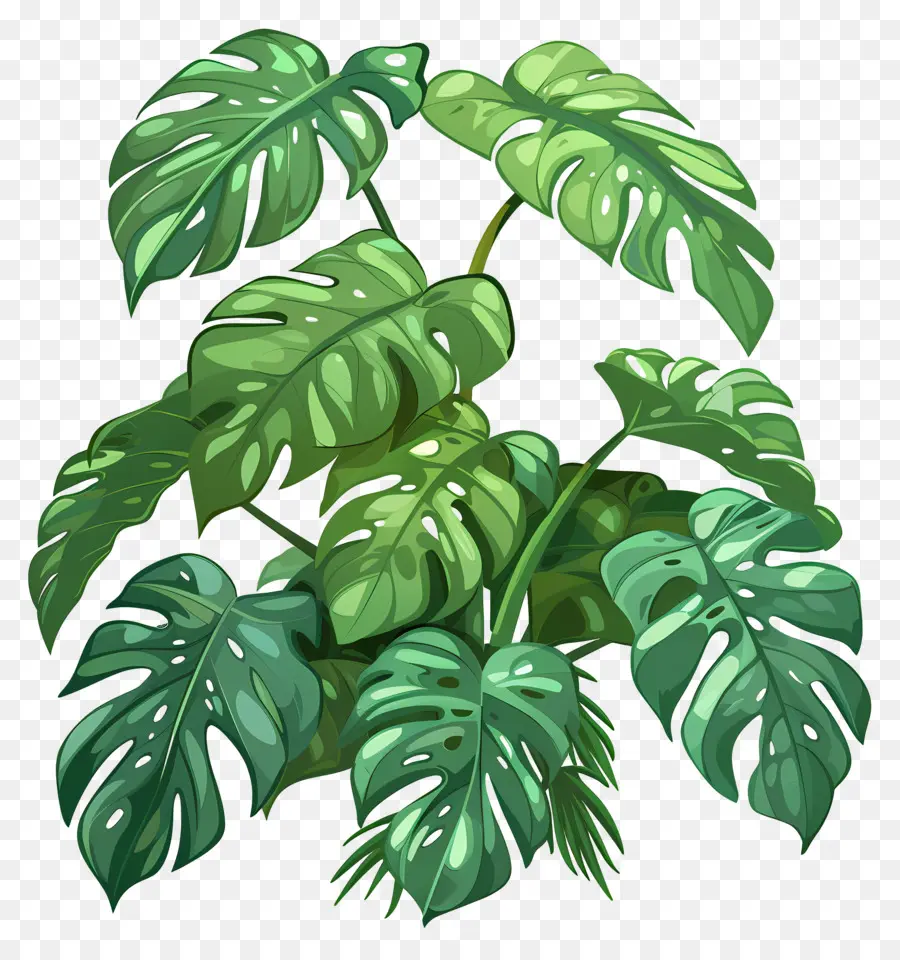 Planta Monstera，Plantas Verdes PNG