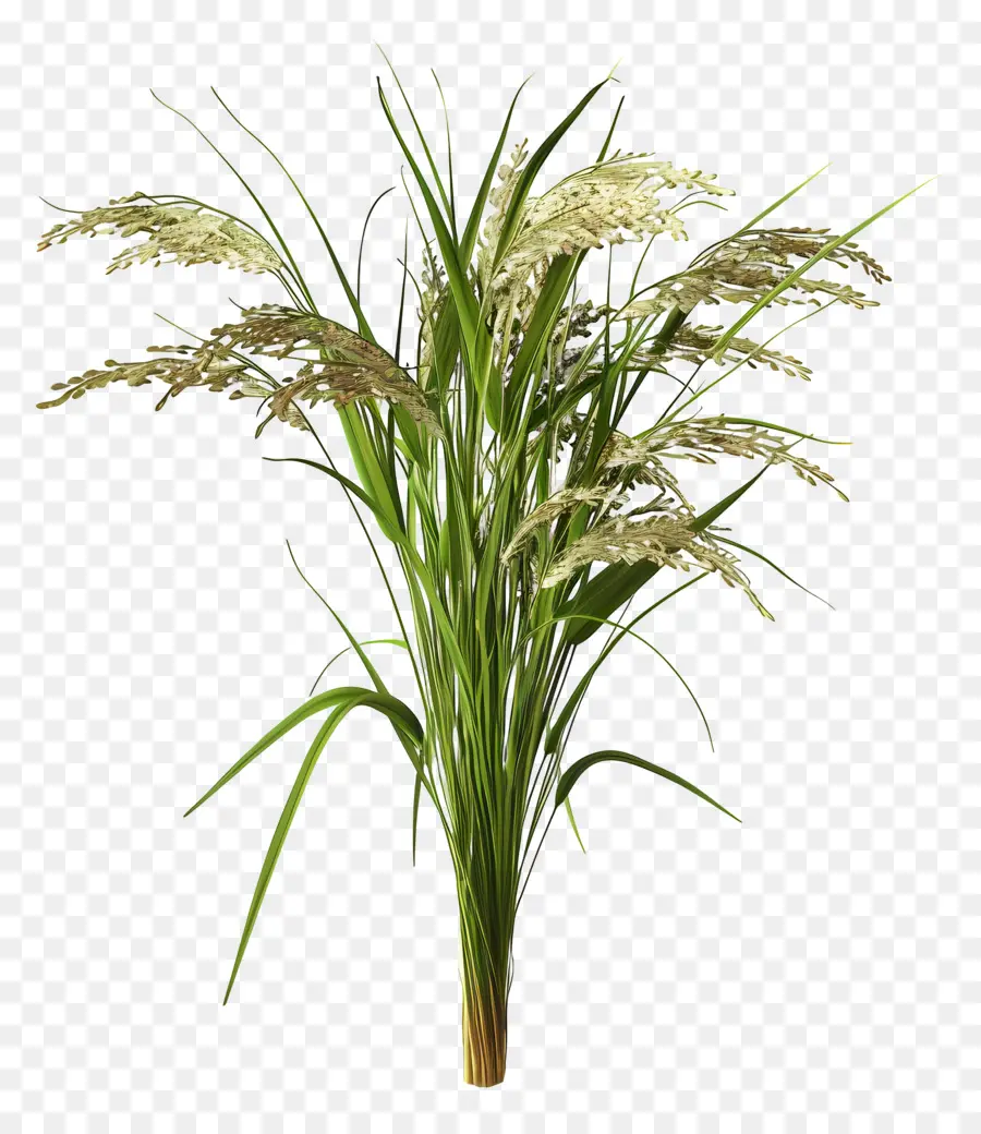 Tallo De Arroz，Planta De Arroz PNG