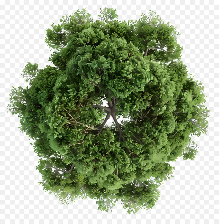 Plano Del Arbol，Árbol PNG