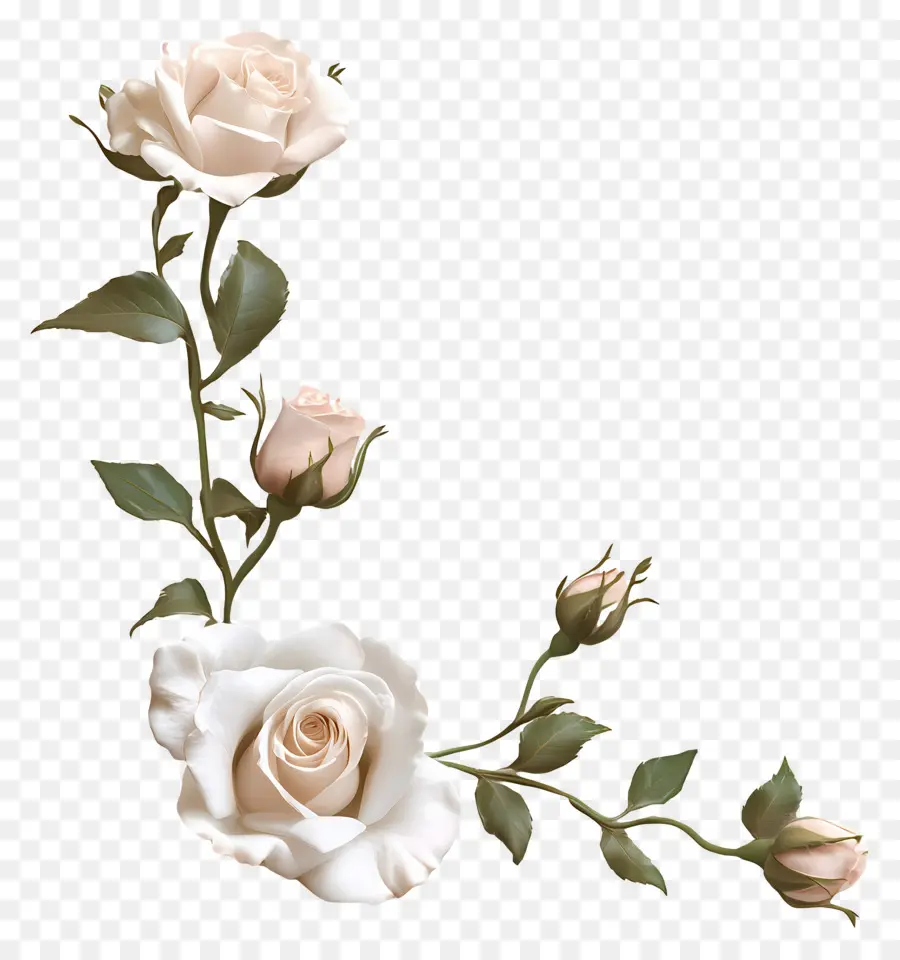 Rosa，Rosa Blanca PNG