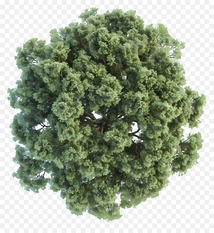 Plano Del Arbol，Árbol PNG