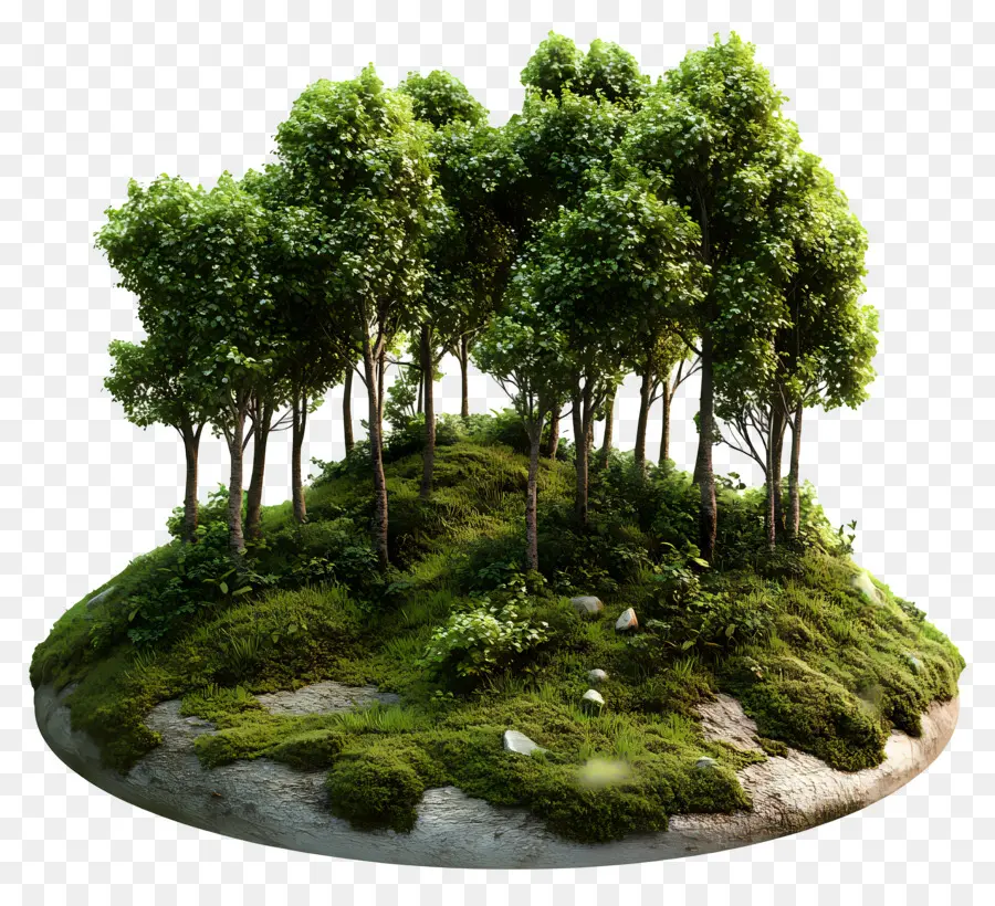 Bosques Cubiertos De Musgo，Bosque PNG