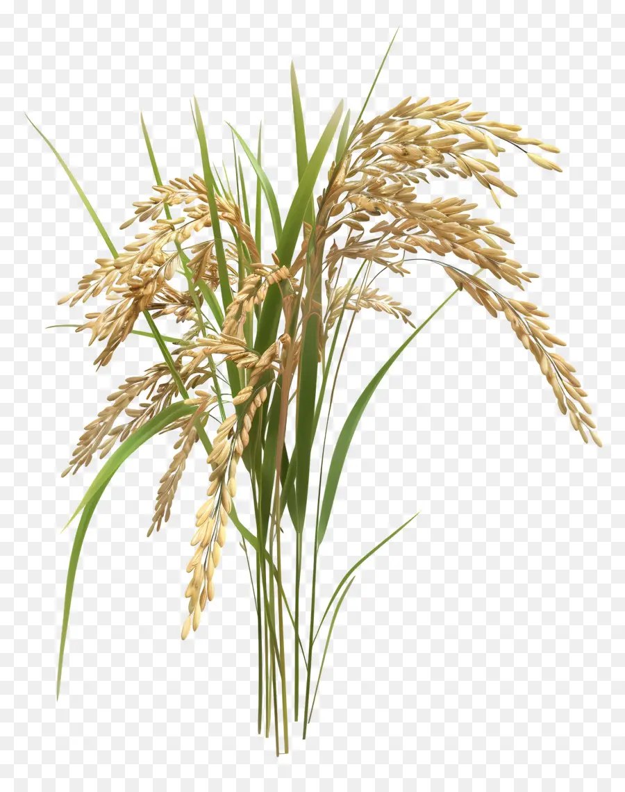 Tallo De Arroz，Planta De Arroz PNG