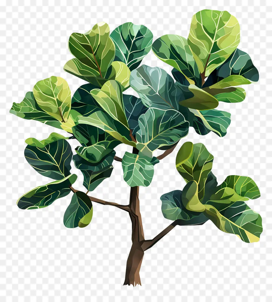 Ficus Lirata，Planta Verde PNG