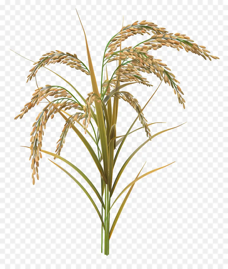 Tallo De Arroz，Planta De Arroz PNG