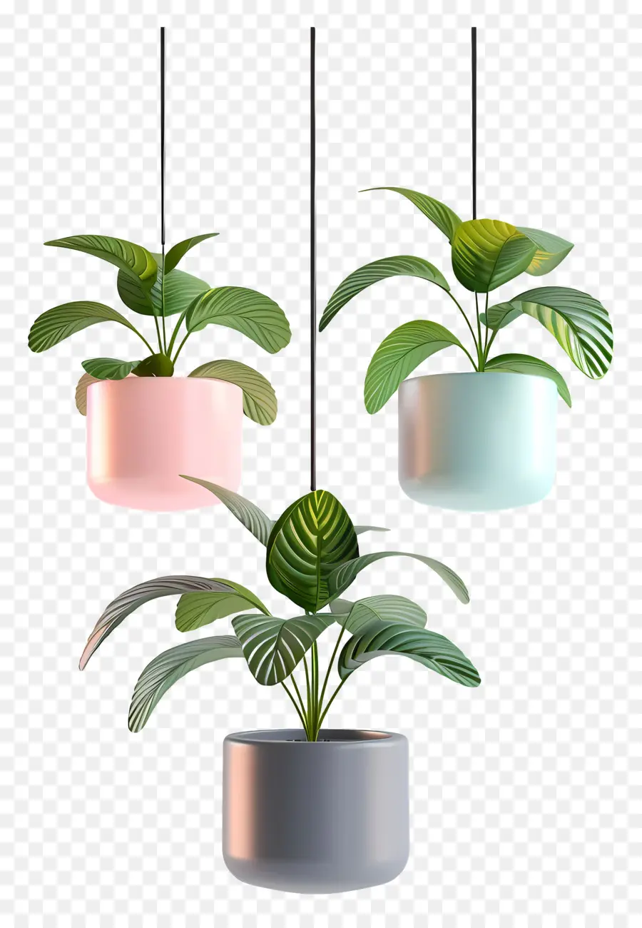 Planta En Maceta Suspendida，Plantas Colgantes PNG