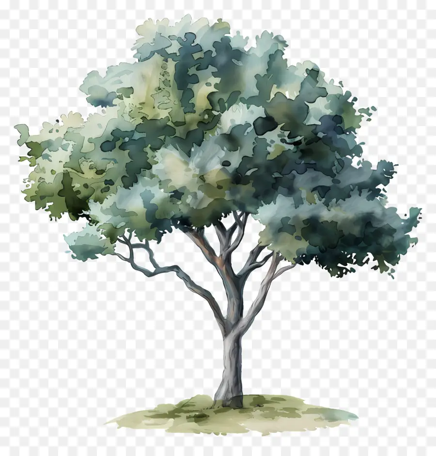 árbol De Acuarela，Árbol PNG