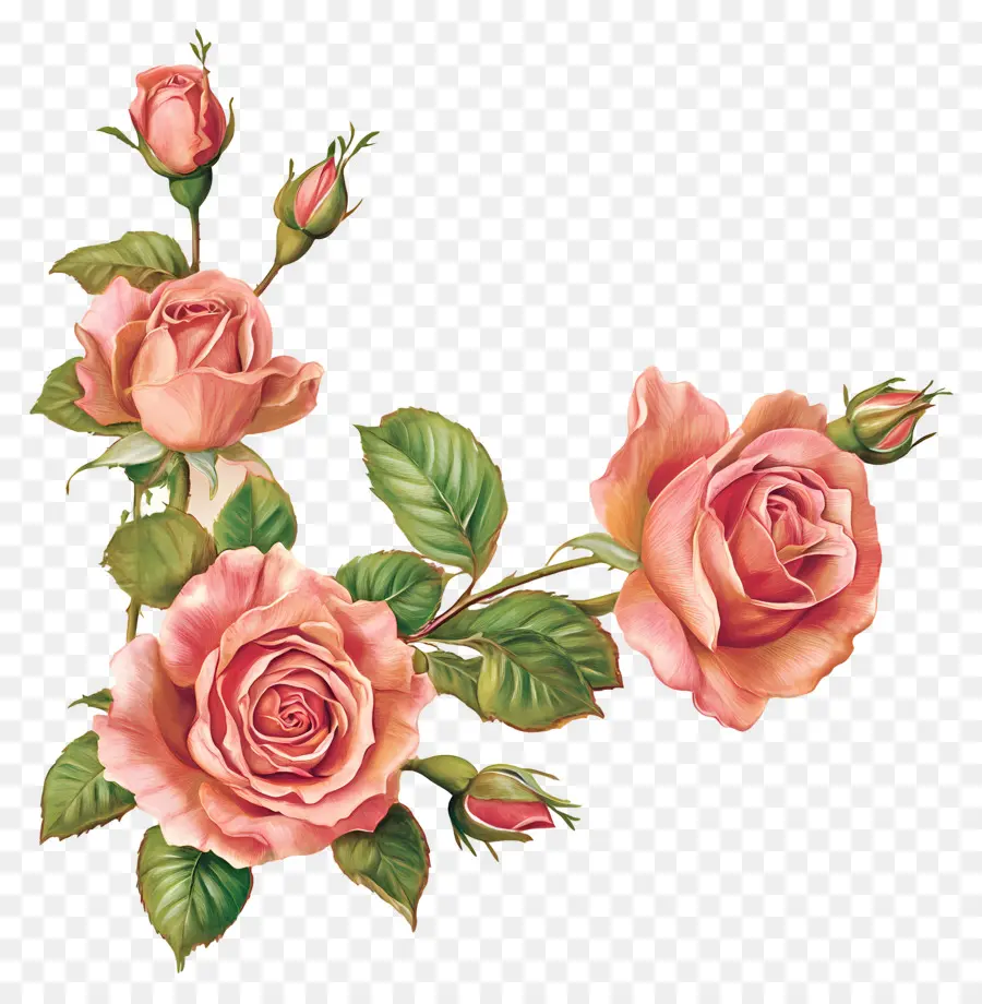 Rosa，Rosas PNG