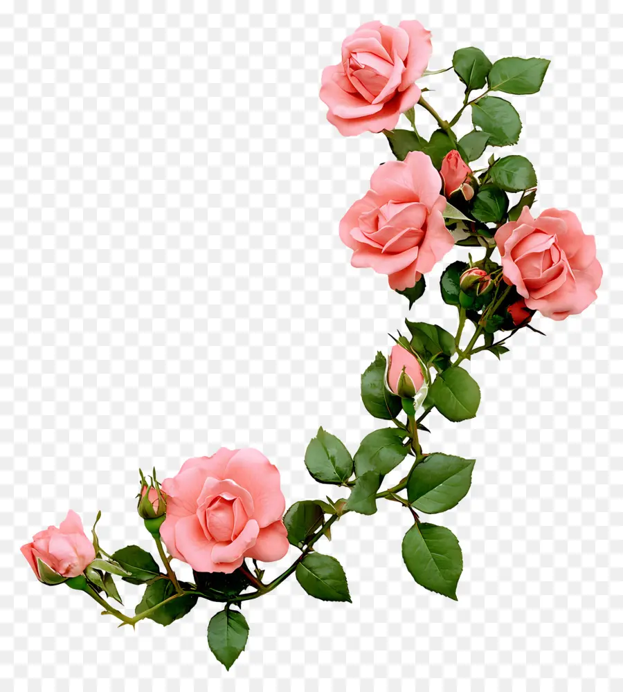 Rosa，Rosas Rosadas PNG