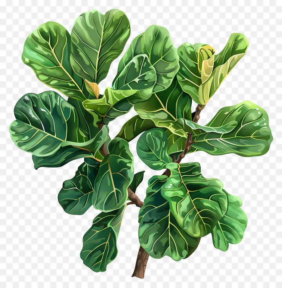 Ficus Lirata，Hojas Verdes PNG