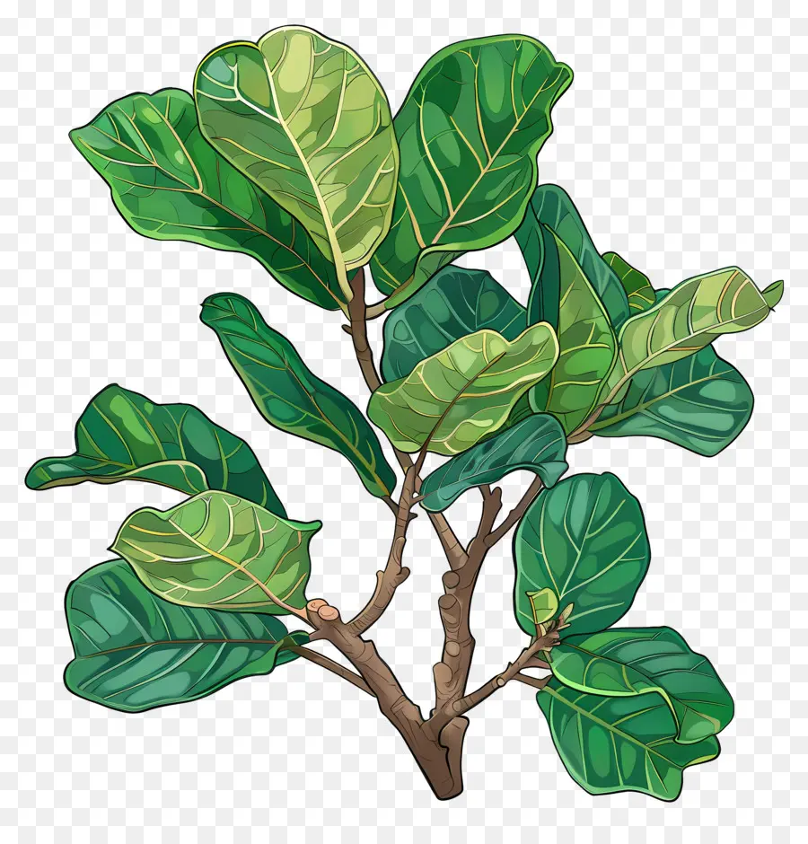 Ficus Lirata，Planta Verde PNG