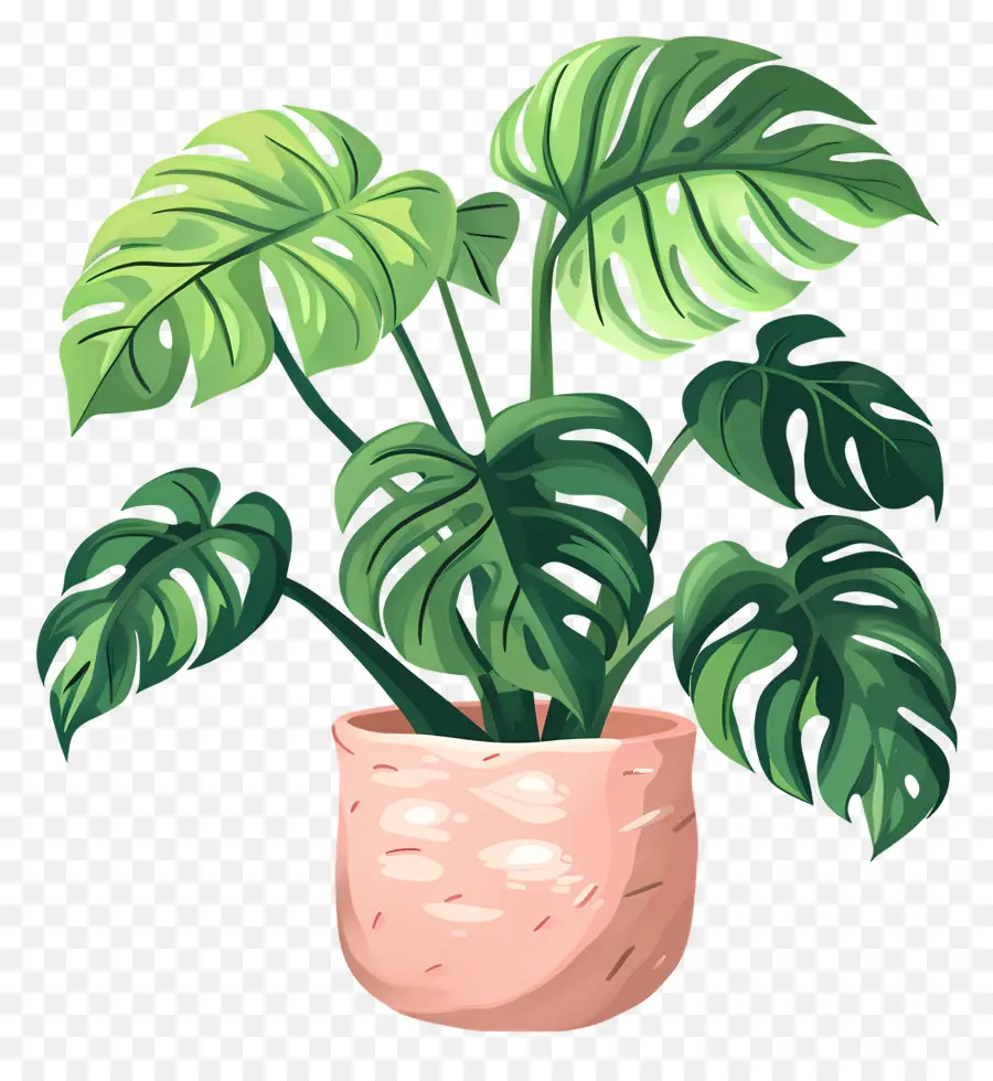 Planta Monstera，Planta En Maceta PNG