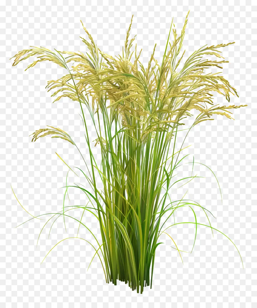 Tallo De Arroz，Planta De Arroz PNG