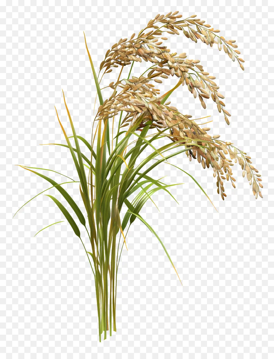 Tallo De Arroz，Planta De Arroz PNG