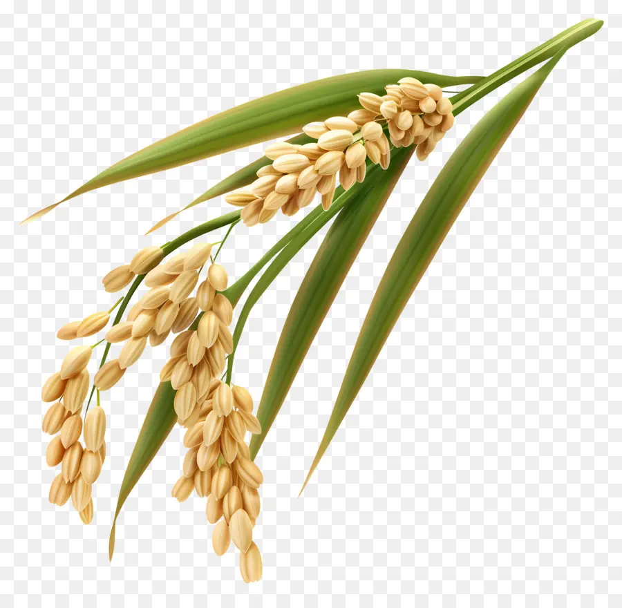 Granos De Arroz，Planta De Arroz PNG