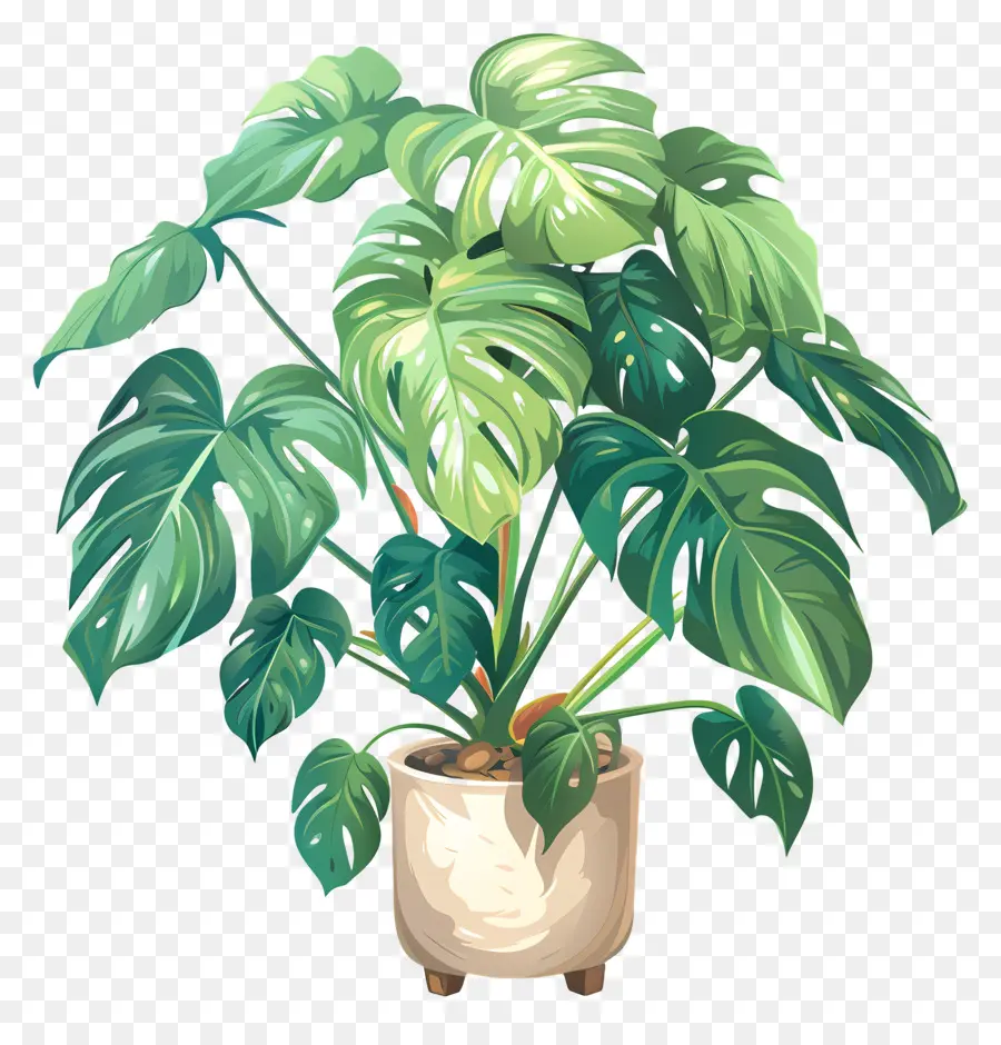 Planta Monstera，Planta En Maceta PNG