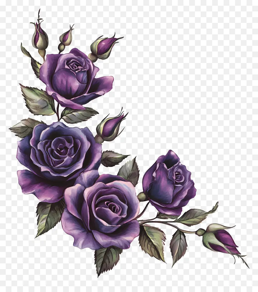 Rosa，Rosas Moradas PNG