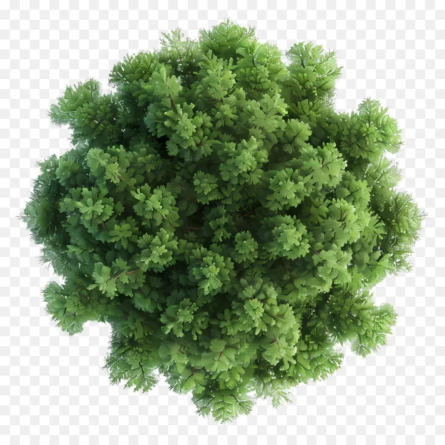 Plano Del Arbol，Arbusto Verde PNG