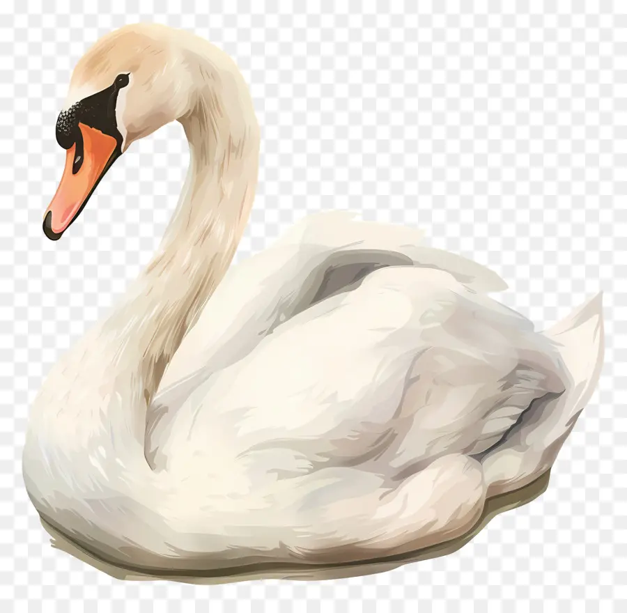 Lindo Cisne，Cisne PNG