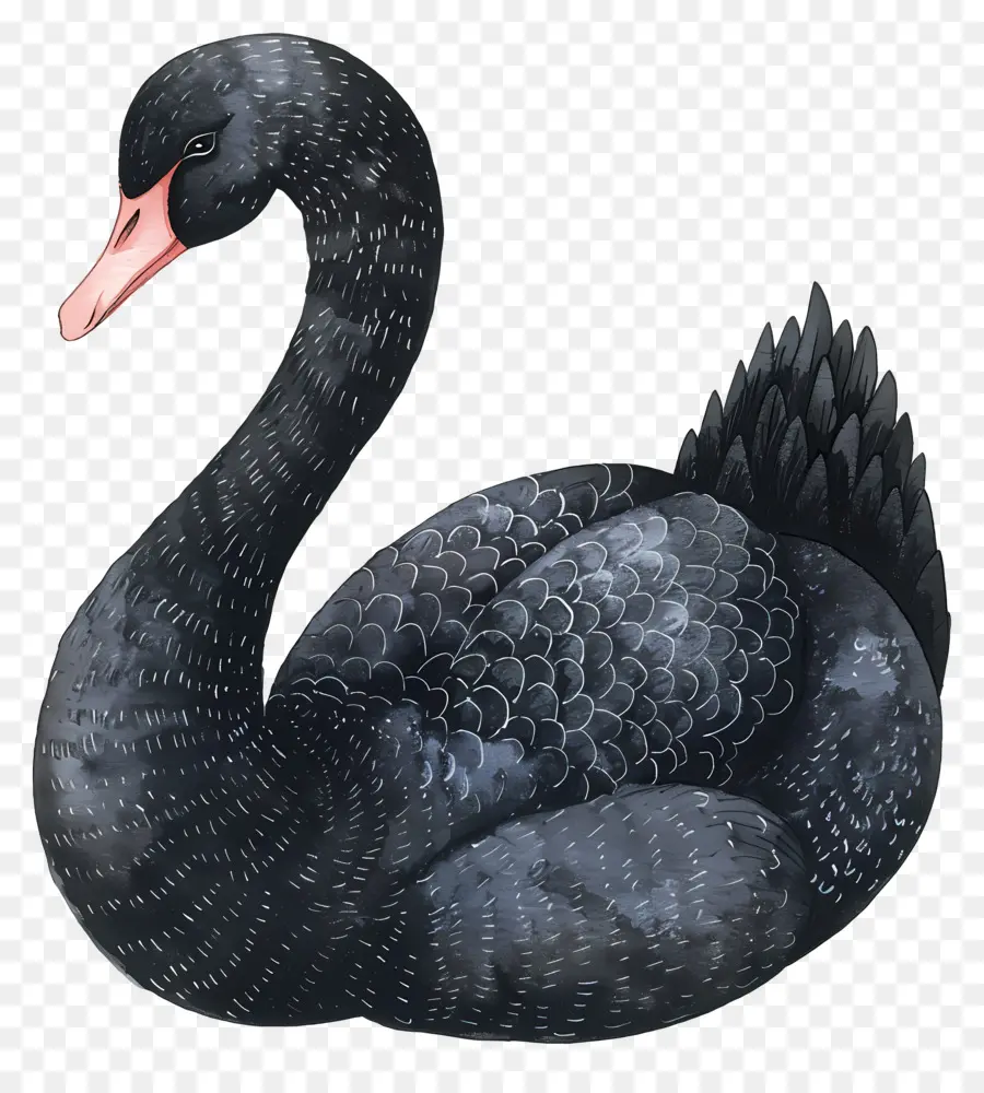 Cisne Negro，Plumas PNG