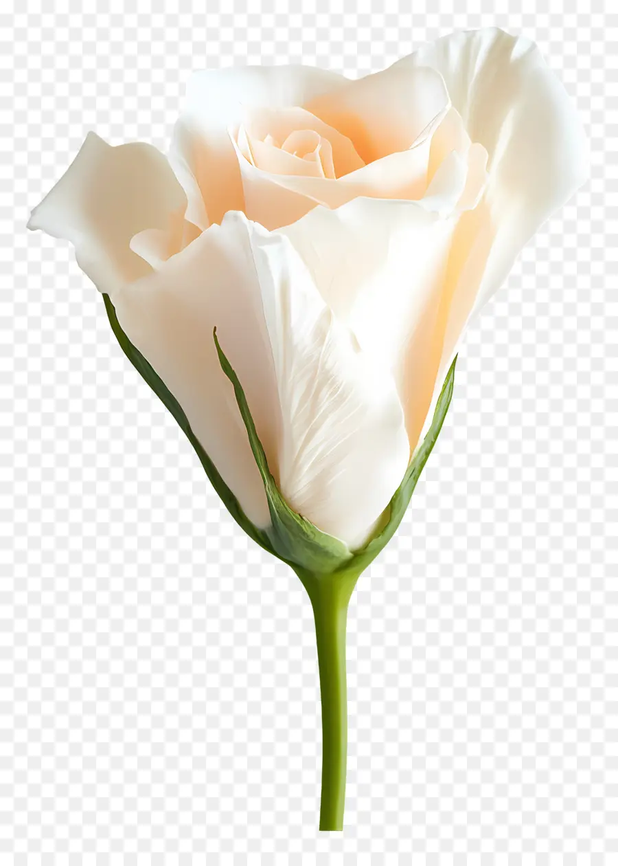 Buen Día，Rosa Blanca PNG