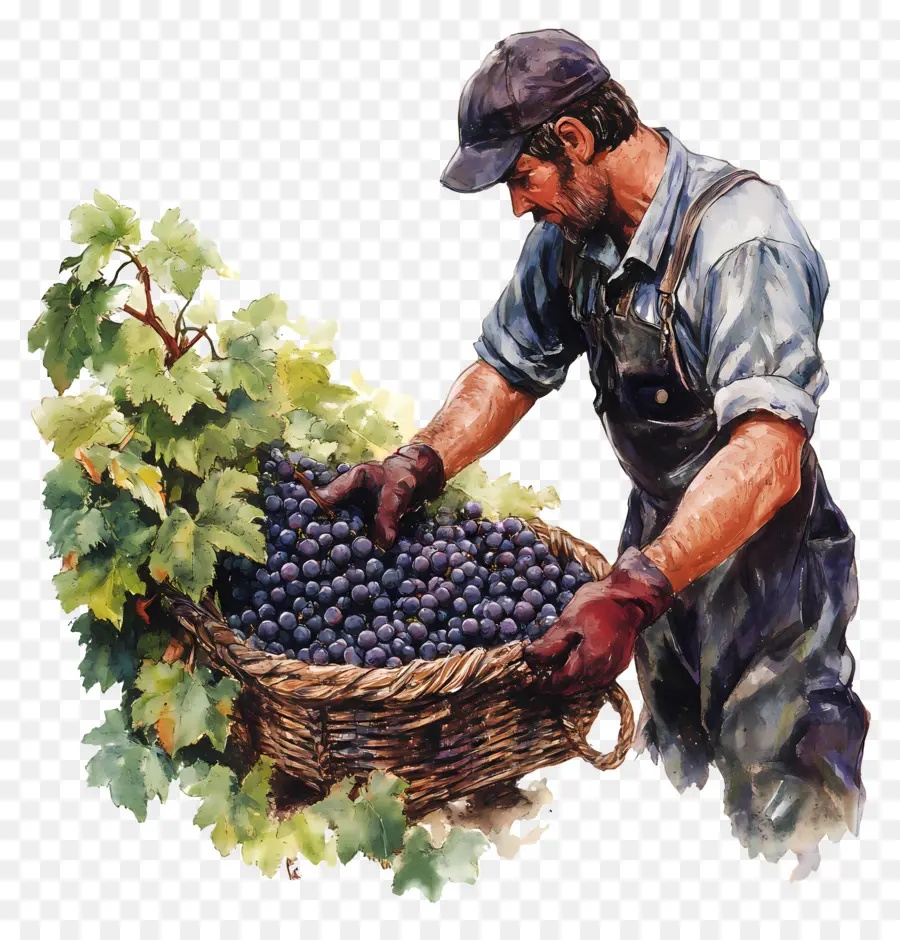 Cosecha De Uvas，Uvas PNG