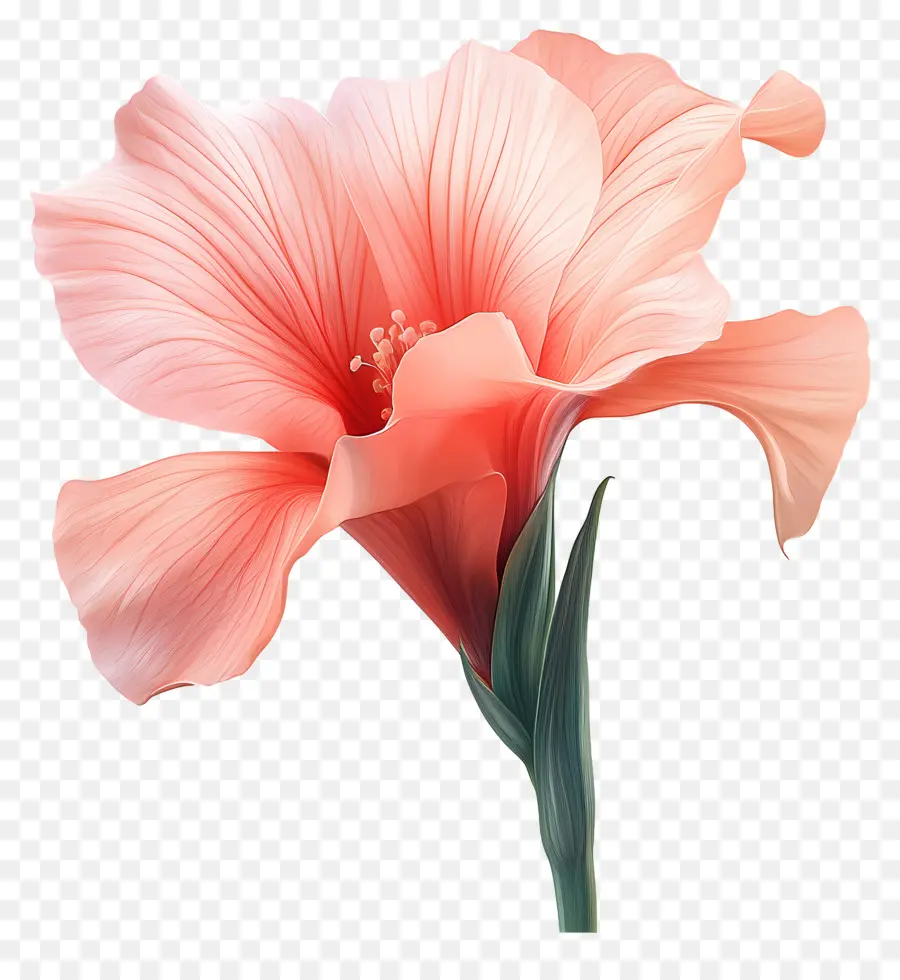 Buen Día，Flor Rosa PNG