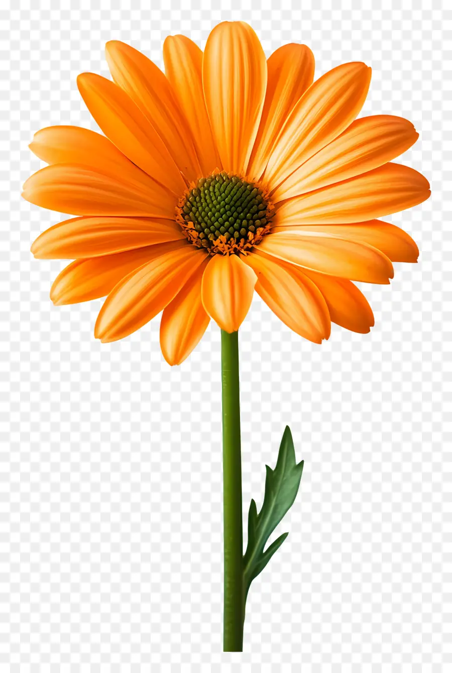 Buen Día，Margarita Gerbera Naranja PNG