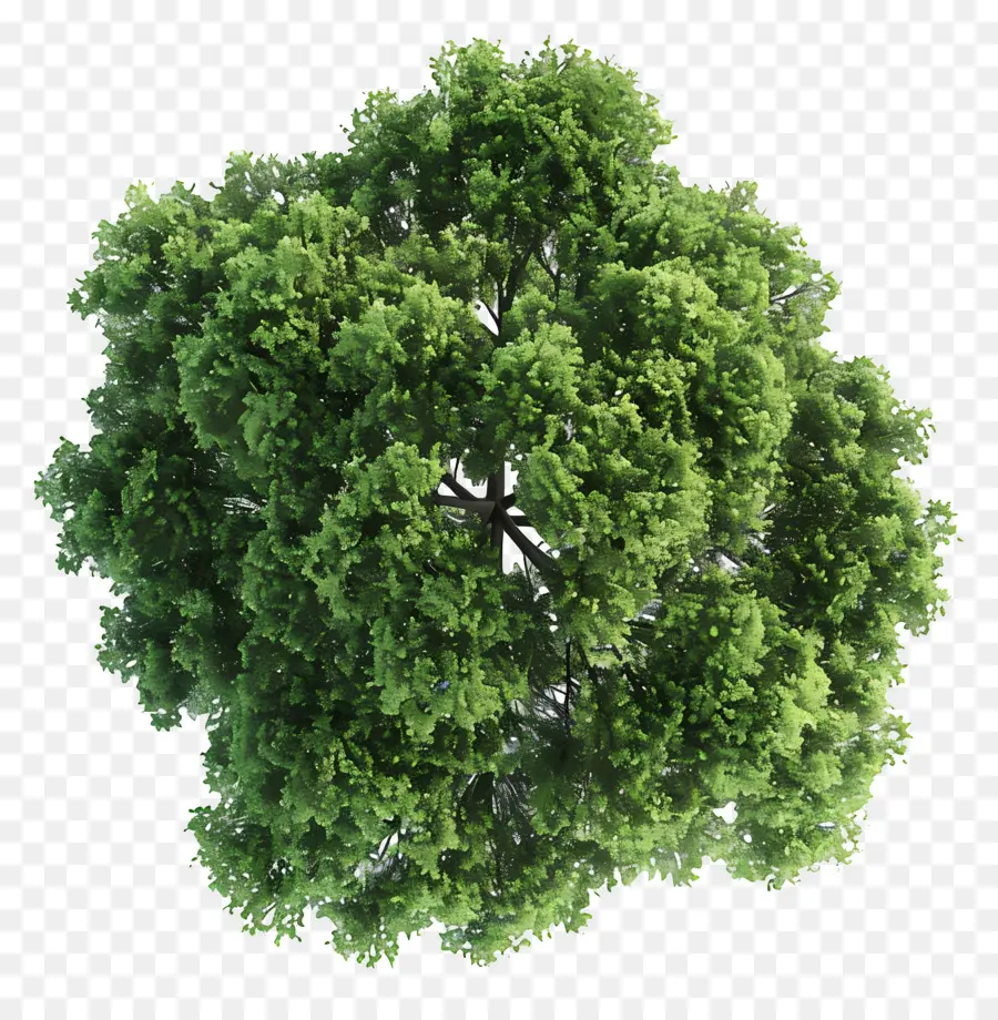 Plano Del Arbol，Árbol PNG