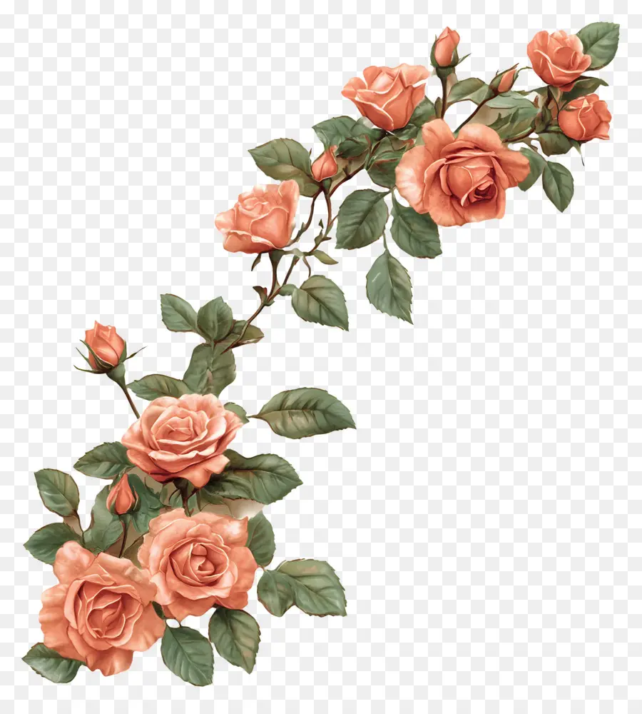 Rosa，Rosas Naranjas PNG