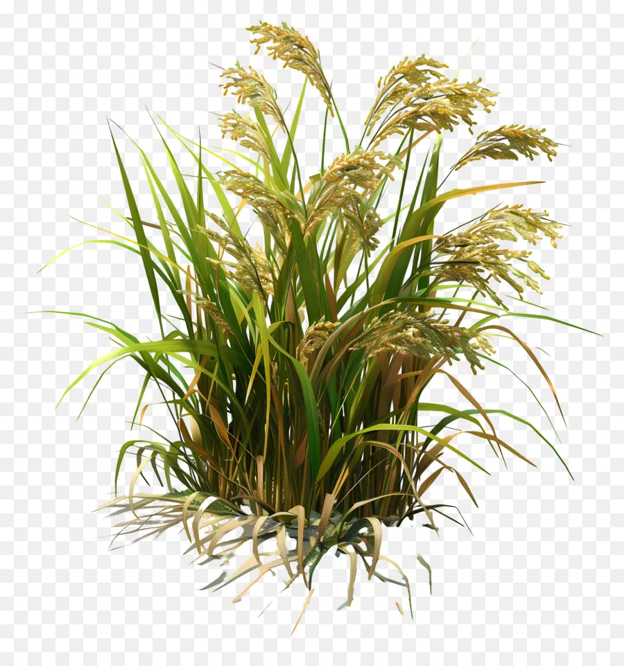 Tallo De Arroz，Planta De Arroz PNG