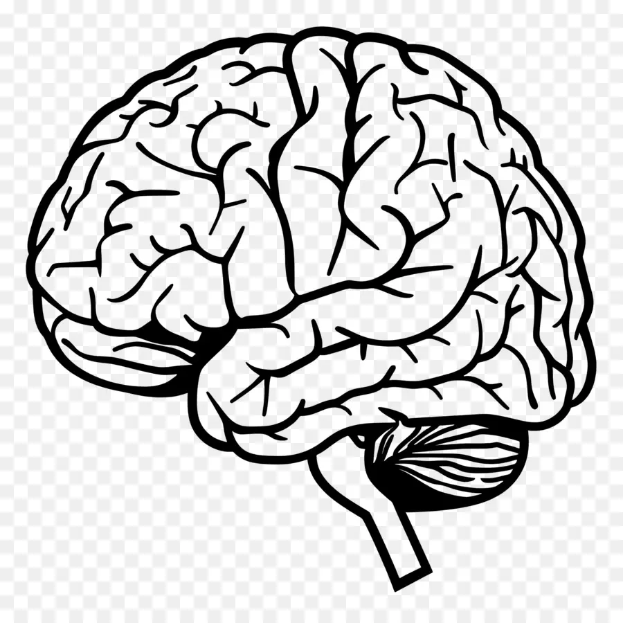 Esquema Del Cerebro，Cerebro PNG