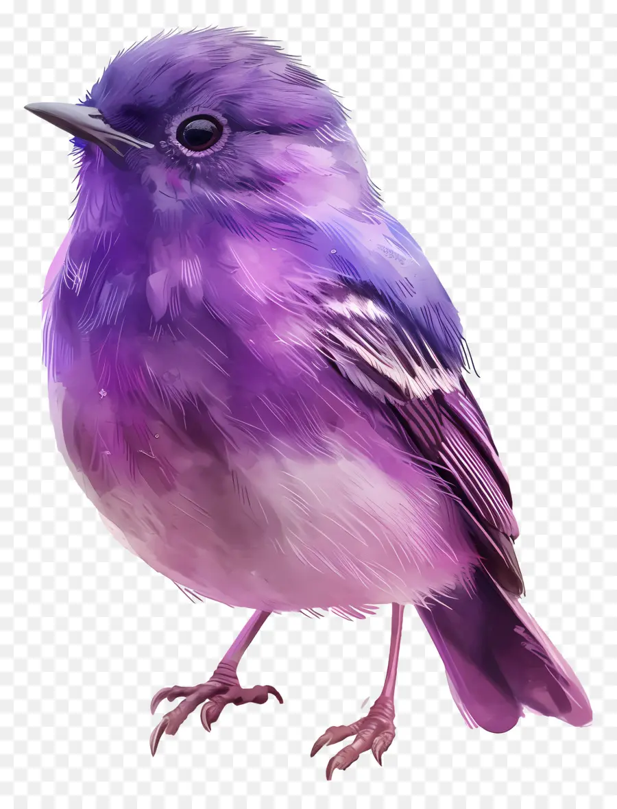 Pájaro Morado，Plumas PNG