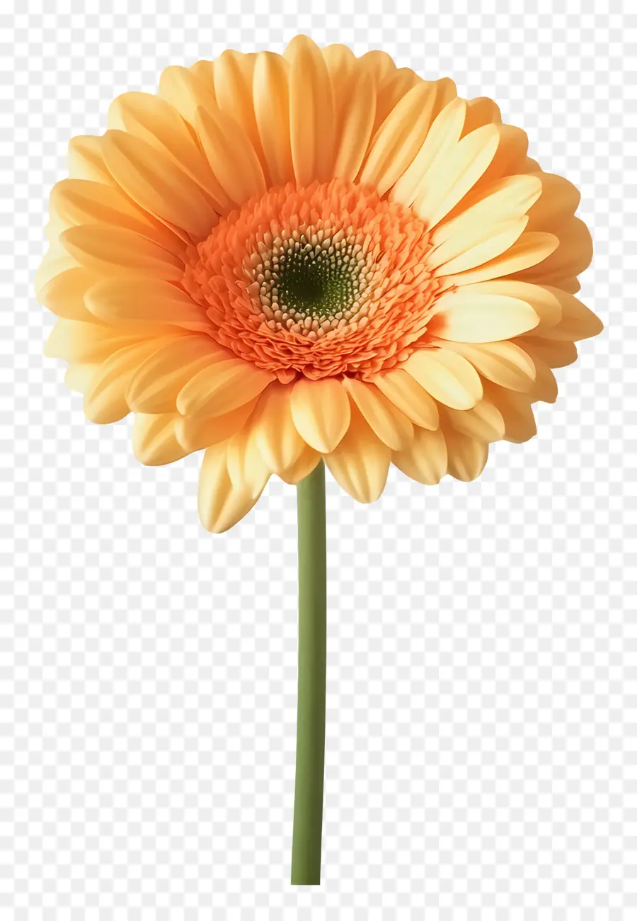 Buen Día，Margarita Gerbera Naranja PNG