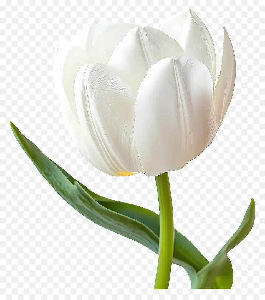 Buen Día，Tulipán Blanco PNG