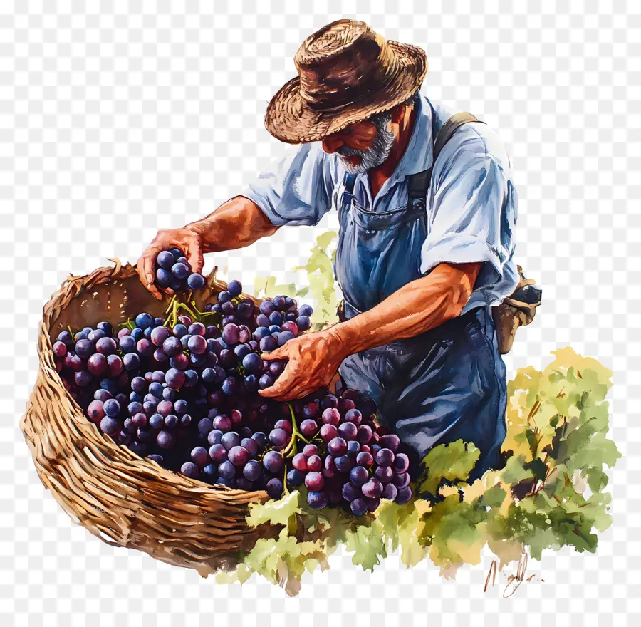 Cosecha De Uvas，Vendimia PNG