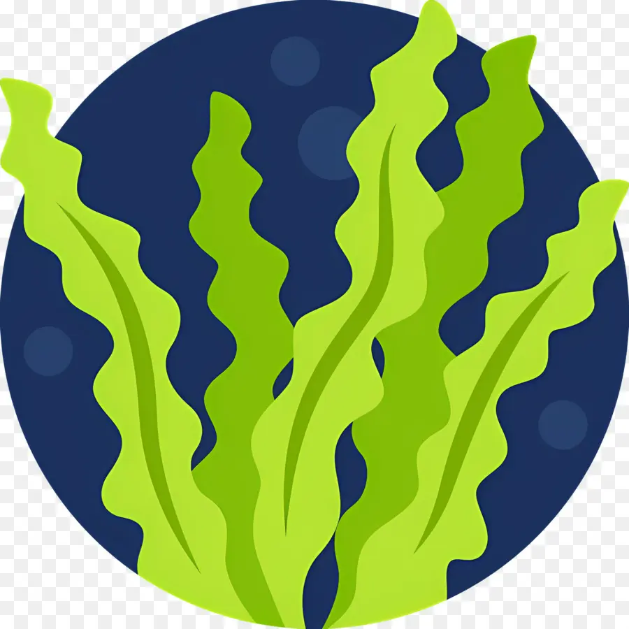 Alga，Algas Verdes PNG