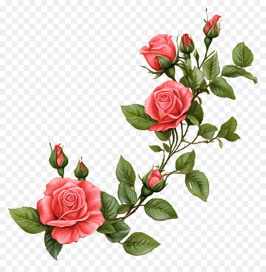 Rosa，Rosas Blancas PNG