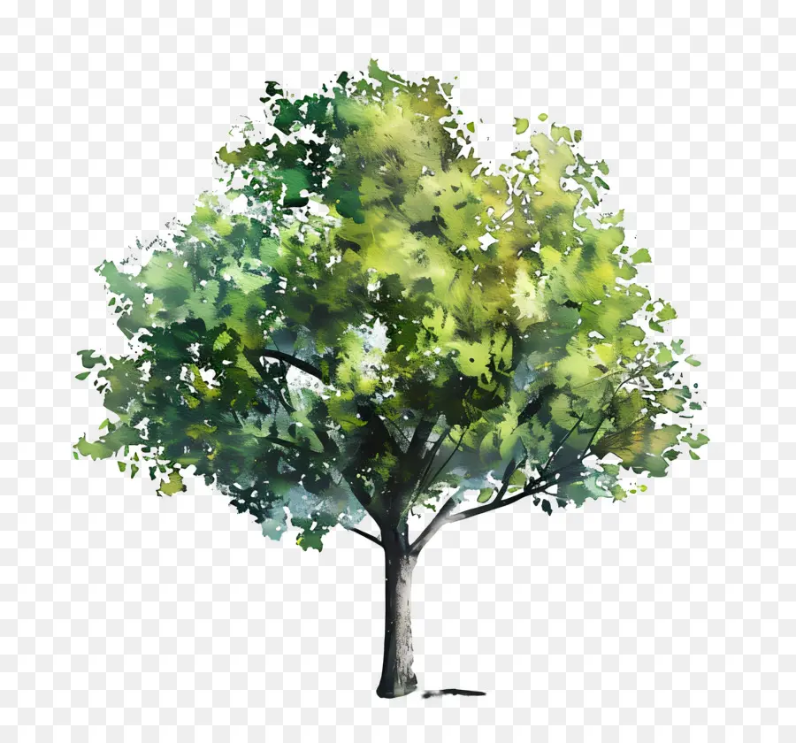 árbol De Acuarela，Árbol PNG