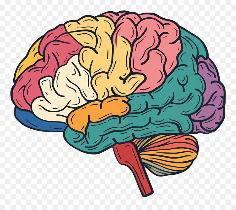 Esquema Del Cerebro，Cerebro PNG