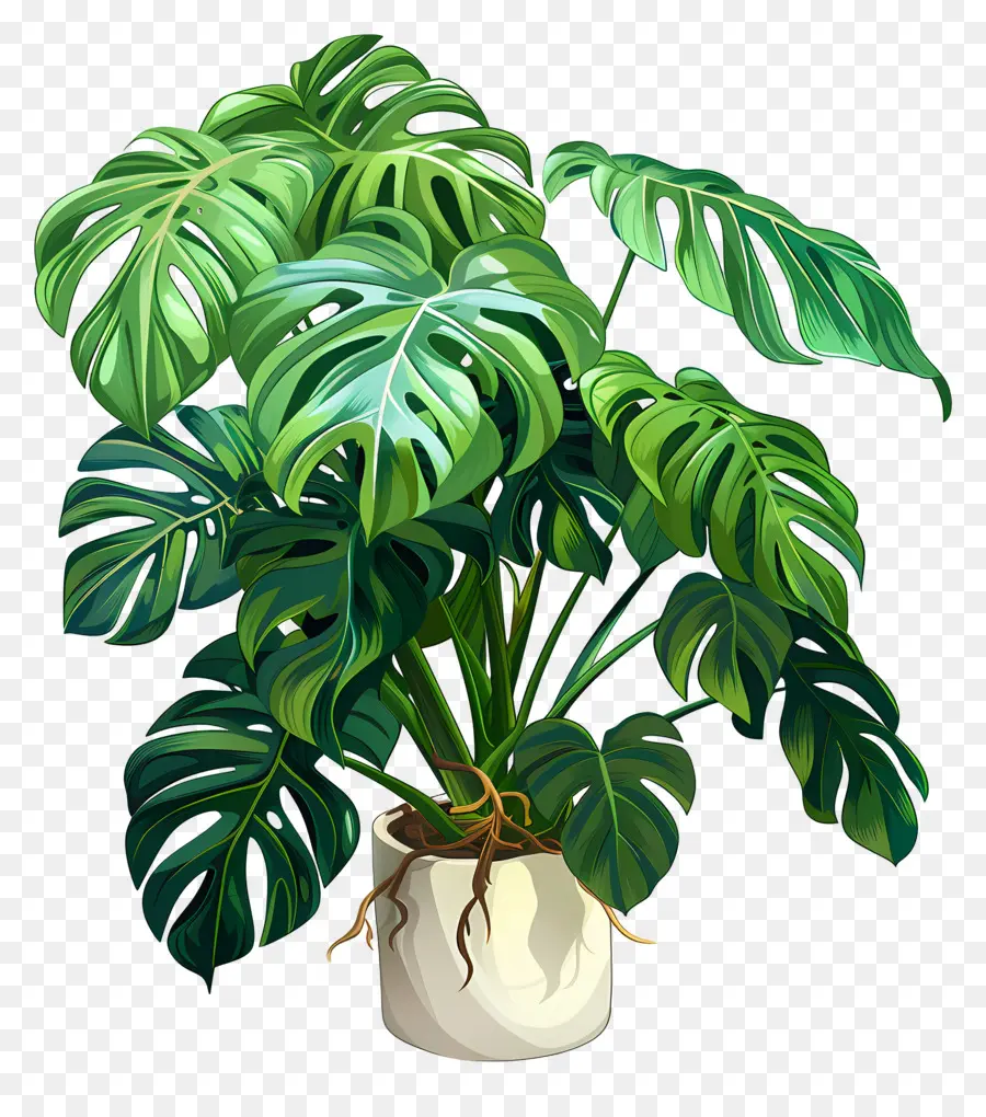 Planta Monstera，Planta En Maceta PNG