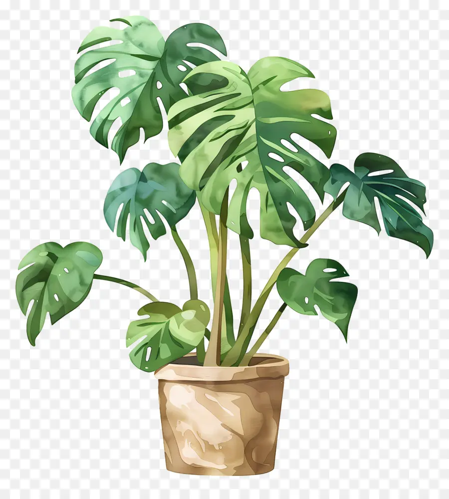 Planta Monstera，Planta En Maceta PNG