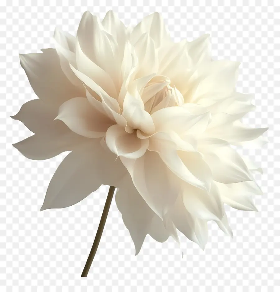 Buen Día，Flor Blanca PNG