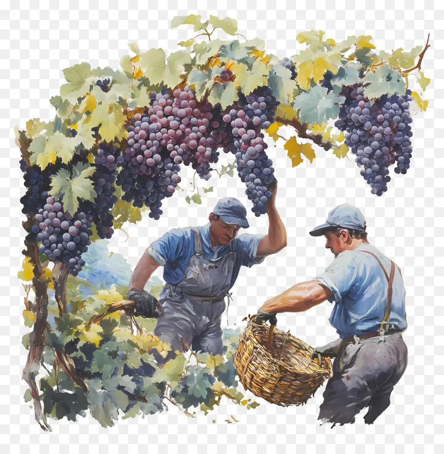 Cosecha De Uvas，Vendimia PNG