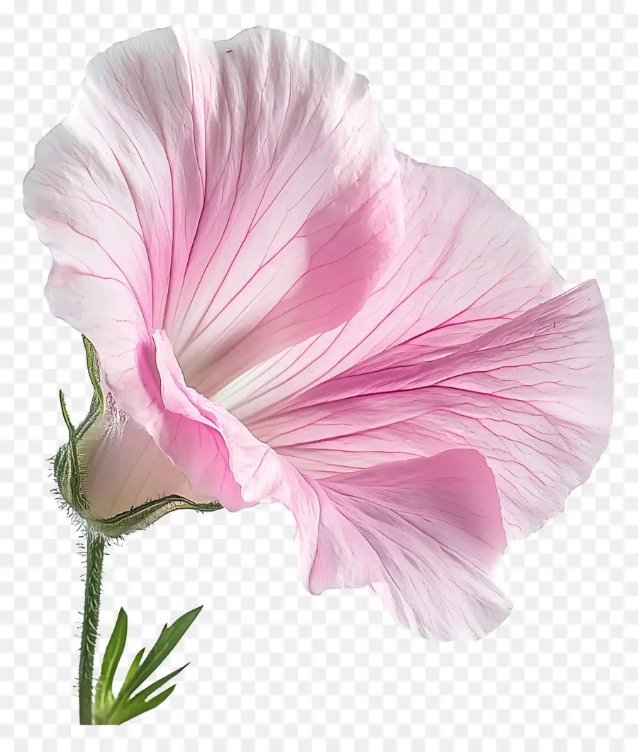 Buen Día，Flor Rosa PNG