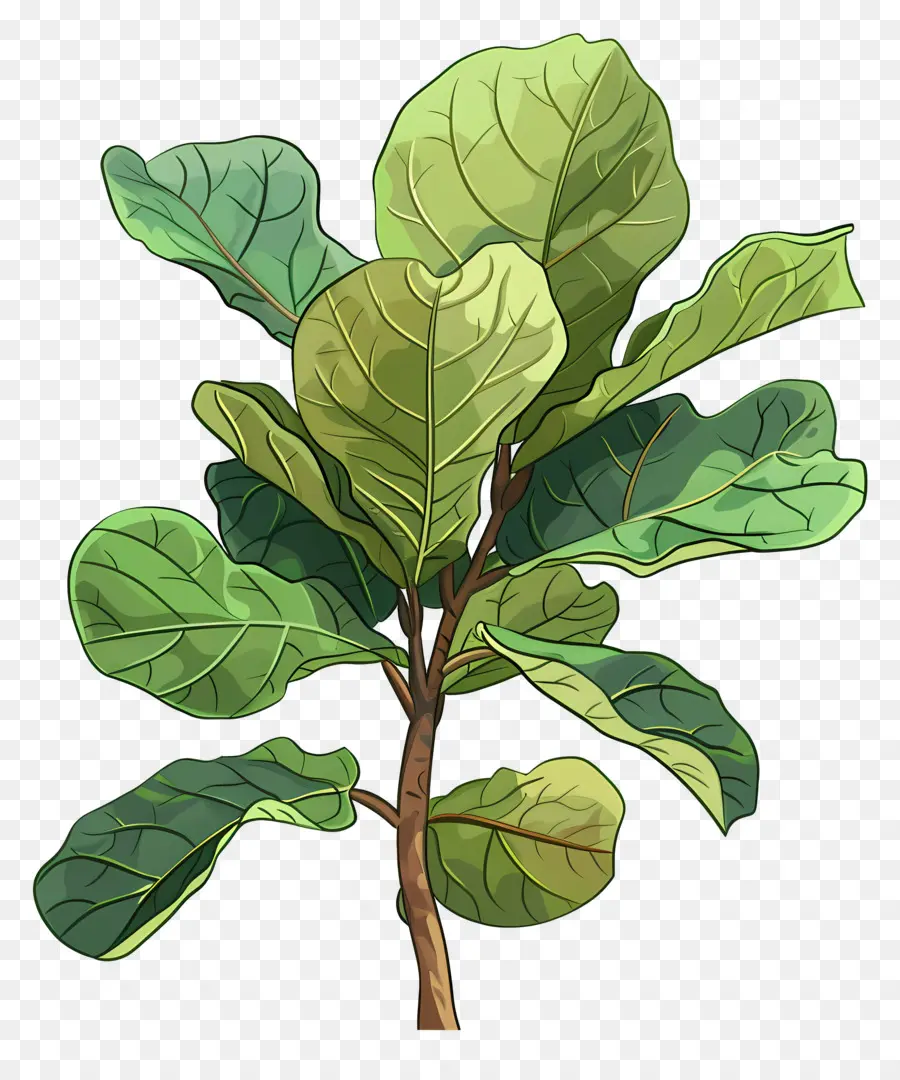 Ficus Lirata，Planta PNG