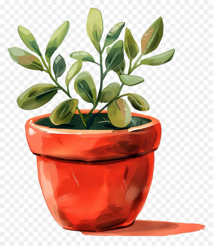 Maceta，Planta PNG