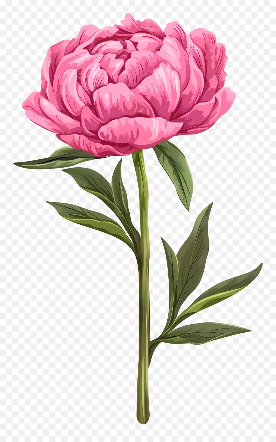 Peonía Rosa，Peonía PNG